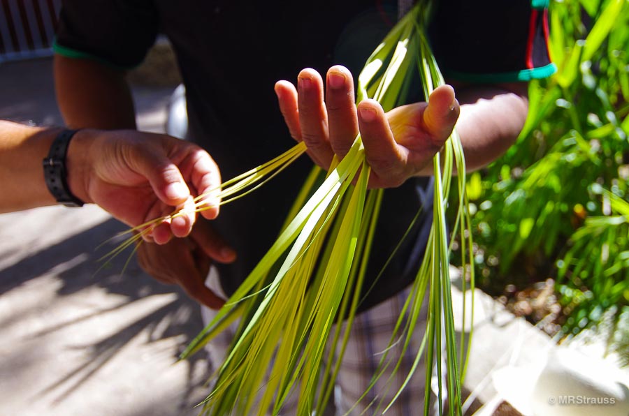 Cutting reeds for Jippi-Jappa hats